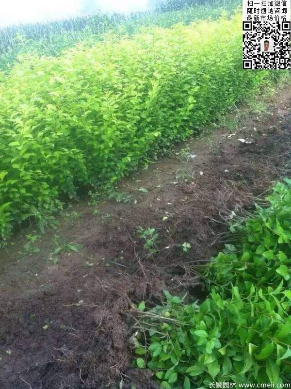 高度30公分40公分50公分金葉女貞苗苗圃現(xiàn)場圖片 高度30公分40公分50公分金葉女貞苗苗圃現(xiàn)場圖片