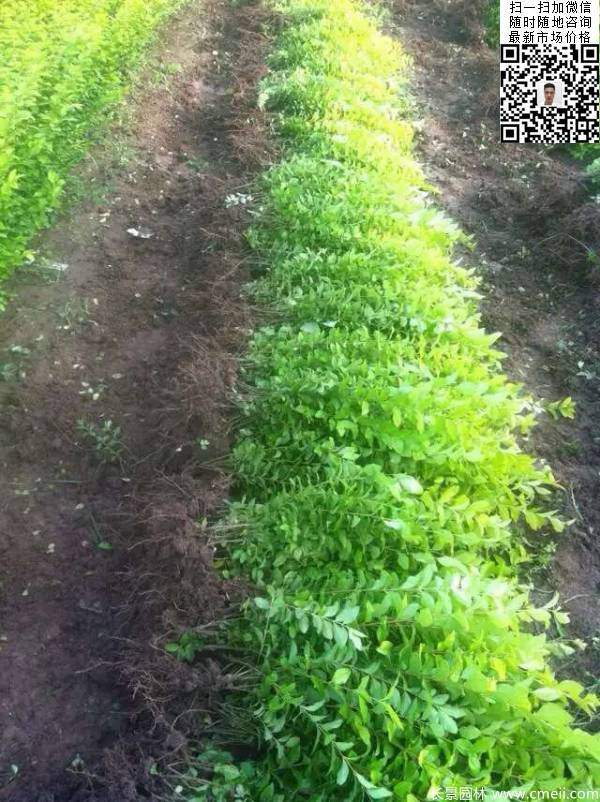 高度30公分40公分50公分金葉女貞苗苗圃現(xiàn)場圖片 高度30公分40公分50公分金葉女貞苗苗圃現(xiàn)場圖片