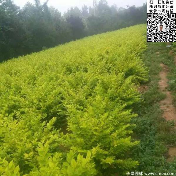 冠幅70公分80公分金葉女貞球圖片 冠幅70公分80公分金葉女貞球圖片