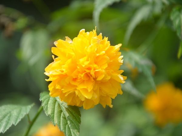 棣棠--長景園林 棣棠--長景園林