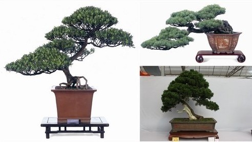 五針?biāo)膳杈? alt=