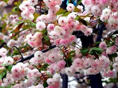 較大的櫻花樹基地，只有你不知道在哪里吧？