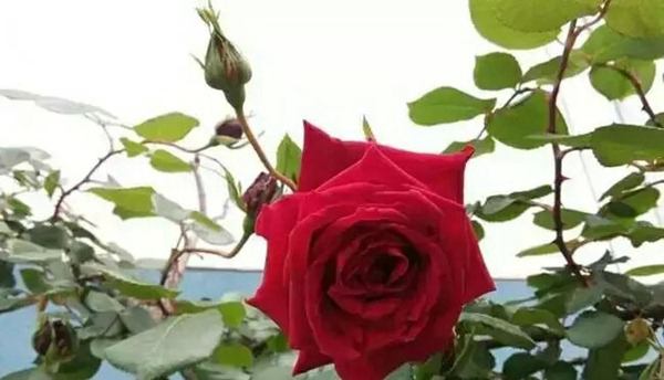 御用馬車(Etoile de Hollande，Climbing)