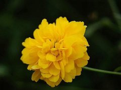 重瓣棣棠價格哪里便宜？產(chǎn)地在哪里？