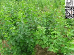 去那里購買丁香苗最實(shí)惠？