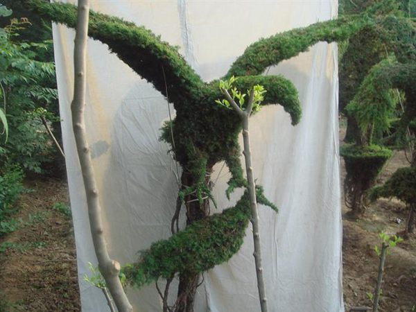 勁爆眼球的檜柏造型，心都醉了