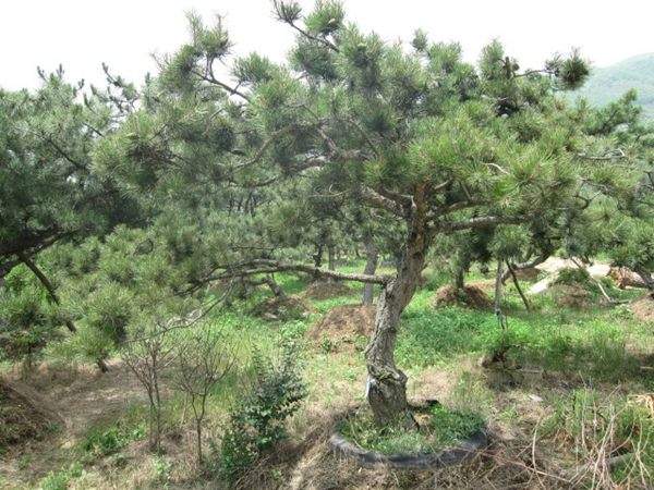 黑松--長(zhǎng)景園林 黑松--長(zhǎng)景園林