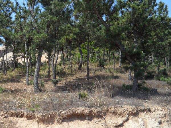 黑松--長(zhǎng)景園林 黑松--長(zhǎng)景園林