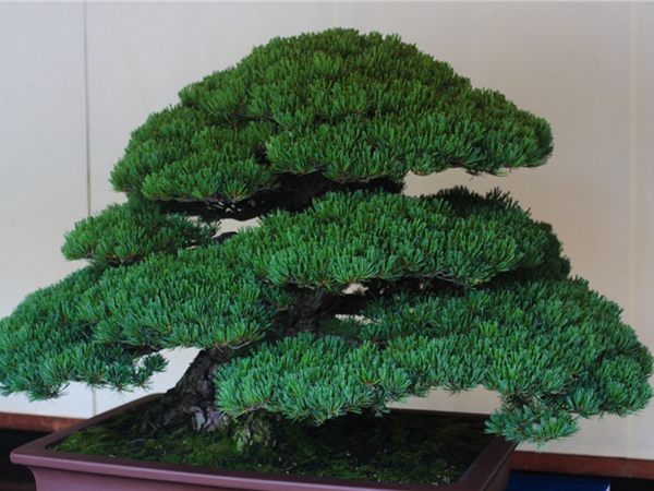 有著百變?cè)煨椭醯奈遽標(biāo)墒窃鯓訜挸傻?/><br/></div><p><strong>盆景的養(yǎng)護(hù)</strong><br/>(1）澆水<br/>盆土表面見(jiàn)干即澆透水。五針?biāo)上财赏粒膳柰灵L(zhǎng)濕不干。喜葉水，可常噴葉水。五針?biāo)上矟駶?rùn)空氣，夏、秋天氣干燥時(shí)，要進(jìn)行地面噴水，以增加小環(huán)境的空氣濕度。<br/>(z）施肥<br/>五針?biāo)刹幌泊蠓?、濃肥，施肥過(guò)多易傷根。在缺肥控水的情況下，可促其長(zhǎng)成蒼老的姿態(tài)?？稍?-5月和9-11月，每月施淡肥水一次，6-8月不宜施肥。對(duì)幼樹(shù)可多施春肥，以加快生長(zhǎng)，對(duì)成樹(shù)可在秋季多施一些肥，以利保型和越冬需要。<br/>(3）修剪<br/>五針?biāo)尚藜糁饕钦?，控制生長(zhǎng)，保持樹(shù)形美觀。一般在每年3-4月間，新芽伸長(zhǎng)而未成針前，可視情況摘掉部分芽。如頂芽過(guò)密，長(zhǎng)勢(shì)旺盛可以多摘，反之少摘，摘芽宜在晴天進(jìn)行，傷口易愈合。此外還要根據(jù)樹(shù)形美的需要來(lái)考慮適度修剪，剪去過(guò)密枝、弱枝、枯枝以及多余枝條。枝條剪除宜在秋后進(jìn)行，為防止傷口流脂，應(yīng)及時(shí)用蠟封口為好。<br/>(4)病蟲(chóng)害防治<br/>五針?biāo)沙Ｒ?jiàn)葉銹病、根腐病、煤污病，介殼蟲(chóng)、蚜蟲(chóng)、紅蜘蛛等為害，可于冬季噴灑30倍石硫合劑或用農(nóng)藥予以防治。同時(shí)要注意通氣透光，盆土不宜過(guò)濕，以利于防治病蟲(chóng)害。<br/></p>
      </div>



      
    </article>
  </main>

</div>
<footer id=