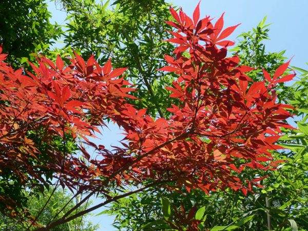 紅楓作衫，白楊為裙，美的傾國傾城！