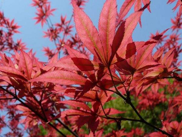 紅楓作衫，白楊為裙，美的傾國傾城！