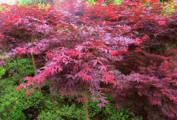紅楓作衫，白楊為裙，美的傾國傾城！