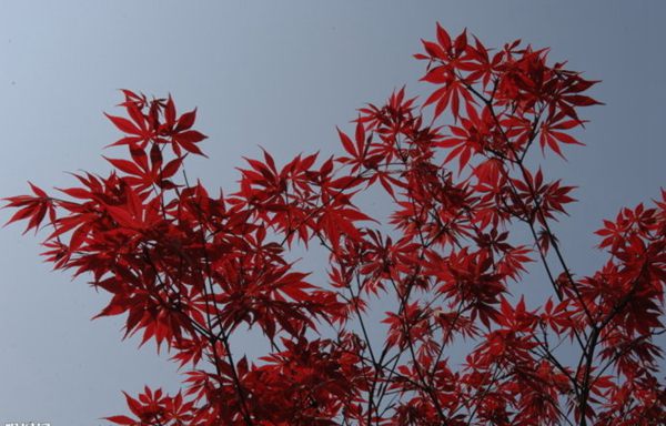 紅楓作衫，白楊為裙，美的傾國傾城！