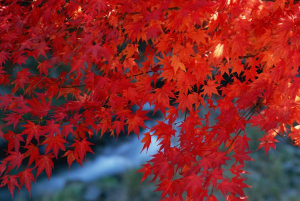紅楓作衫，白楊為裙，美的傾國傾城！