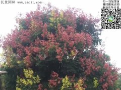 今年欒樹(shù)價(jià)格多少錢(qián)一棵？6公分8公分10公分的規(guī)