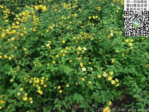 棣棠基地--長(zhǎng)景園林 棣棠基地--長(zhǎng)景園林