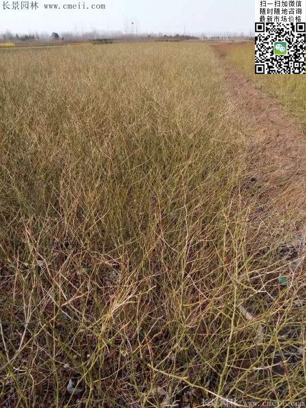 棣棠基地--長(zhǎng)景園林 棣棠基地--長(zhǎng)景園林