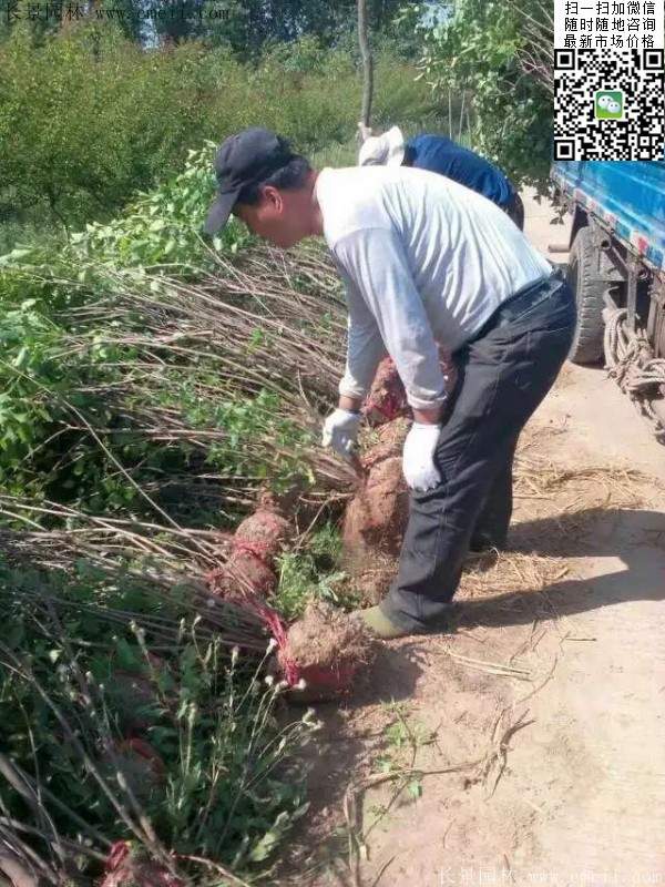 丁香樹(shù)苗 丁香樹(shù)苗