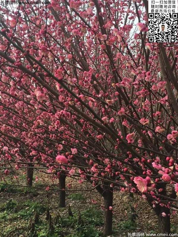 高端、大氣、上檔次的紅梅