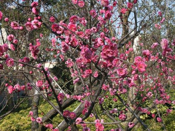 高端、大氣、上檔次的紅梅