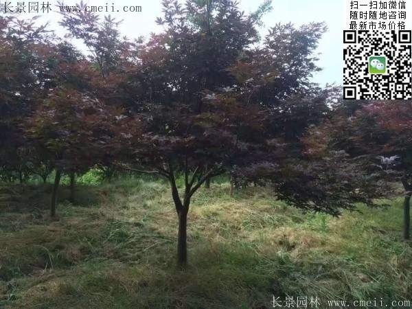 1.2、1.5、1.8米的紅楓樹