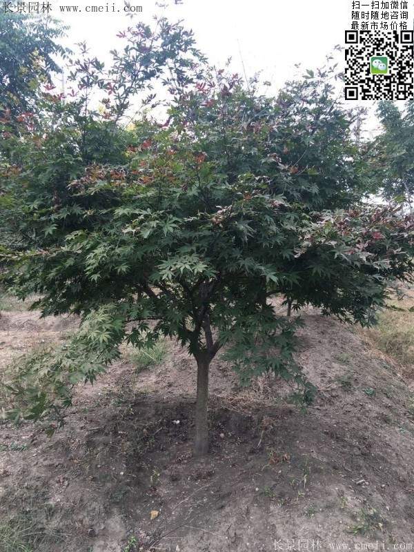 1.2、1.5、1.8米的紅楓樹