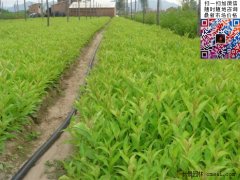 2020下半年百家苗圃對紅王子錦帶小苗價(jià)格的報(bào)價(jià)