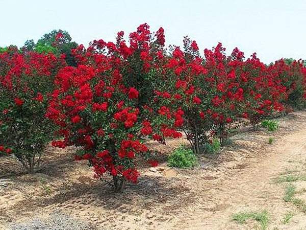 專家告訴你，市場上紫薇花樹價格是多少？