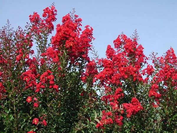 專家告訴你，市場上紫薇花樹價格是多少？