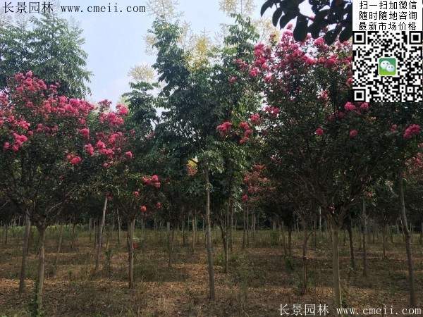 專家告訴你，市場上紫薇花樹價格是多少？