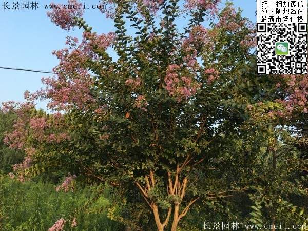 專家告訴你，市場上紫薇花樹價格是多少？