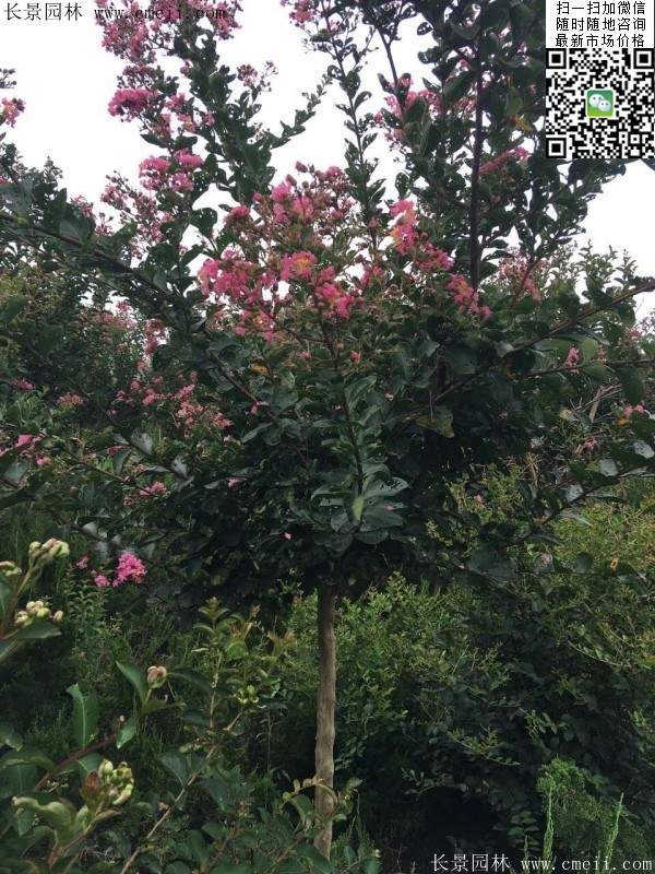 專家告訴你，市場上紫薇花樹價格是多少？