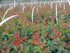 現(xiàn)在紫薇基地的紫薇樹多少錢一顆？