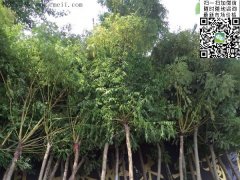 求購5、6、7、8公分的精品黃金槐，還是到沭陽，