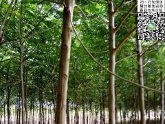 2020下半年最新苦楝樹苗價格多少錢一棵？