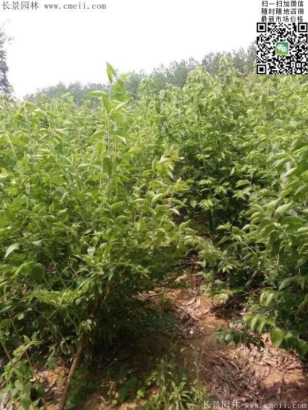 金銀木只要看一眼就迷上了，不信你就看看