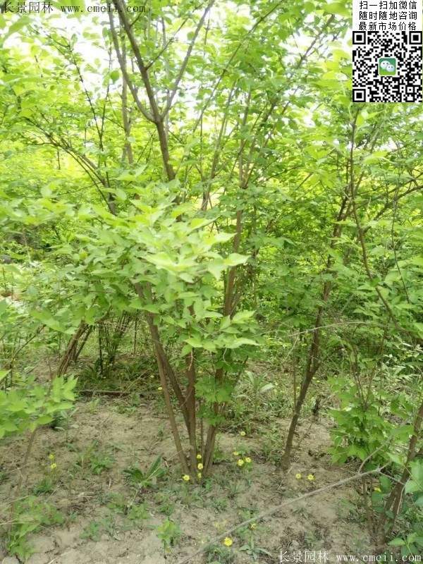 金銀木只要看一眼就迷上了，不信你就看看