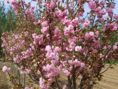 哪里有櫻花樹賣，偷偷告訴你一家又好又便宜的