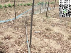 你還在為買櫸樹四處奔波嗎？那你就out了，告訴