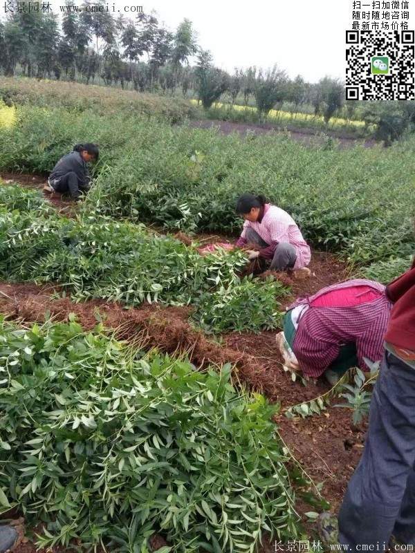 連翹--長景園林 連翹--長景園林