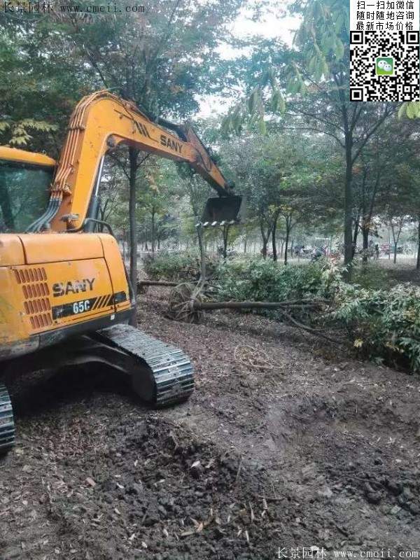 櫸樹綠化 櫸樹綠化