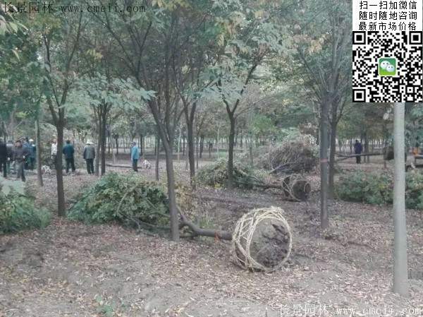 沭陽櫸樹批發(fā) 沭陽櫸樹批發(fā)