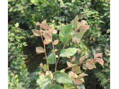 紅櫸與櫸樹有什么不同？