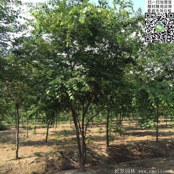 沭陽(yáng)櫸樹(shù)基地照 沭陽(yáng)櫸樹(shù)基地照