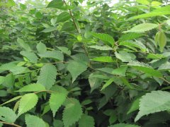 櫸樹就是這么的牛，都是國家二級保護對象了