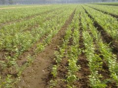 顯赫一時的櫸樹，它的過去、現(xiàn)在、未來是什么