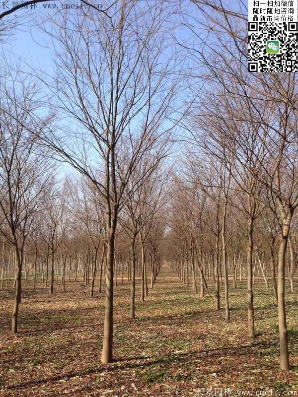 櫸樹前景 櫸樹前景