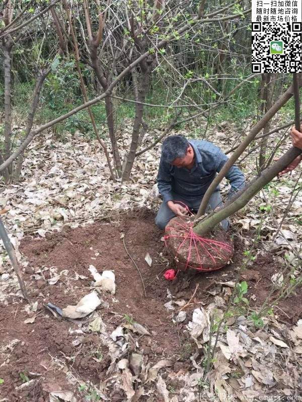 沭陽臘梅 沭陽臘梅