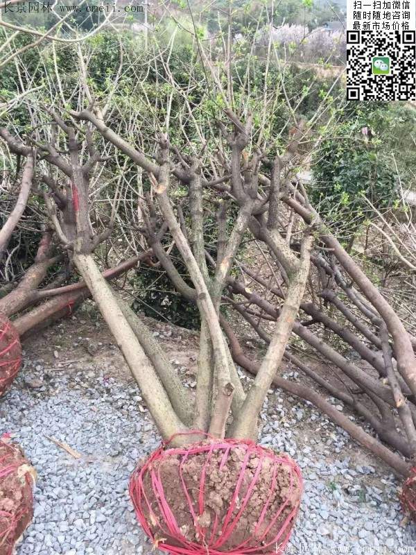 沭陽臘梅 沭陽臘梅