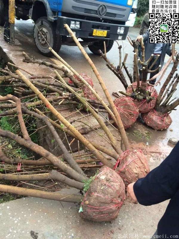 沭陽臘梅 沭陽臘梅